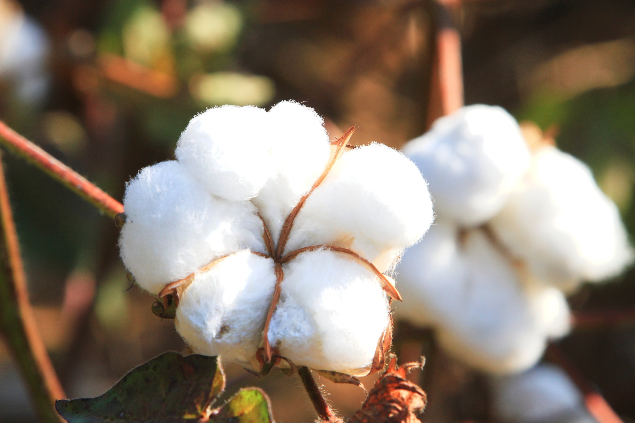 Cotton