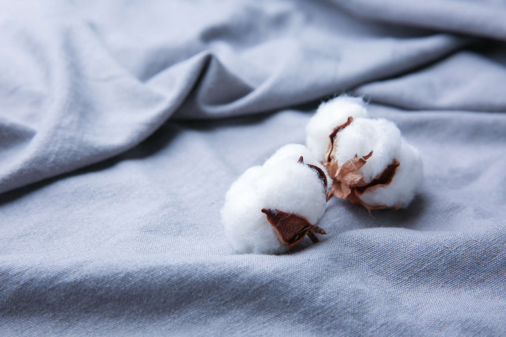 Cotton Flowers on Fabric